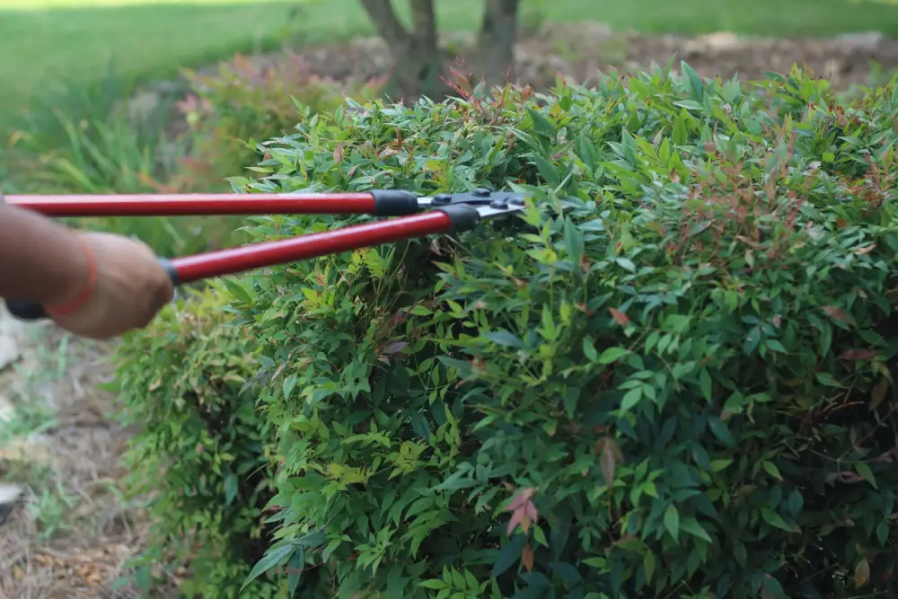 shrub-removal-cover-image