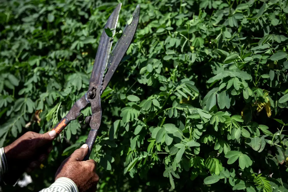 prune-and-hedge-cover-image